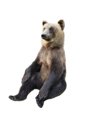 Beyaz arka planda kahverengi ayı