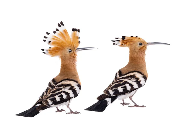 Δύο ευρασιατικές Hoopoe (Εποχές Upupa) απομονωμένες σε λευκό — Φωτογραφία Αρχείου