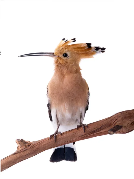 Ευρασιατική Hoopoe (Εποχές Upupa) απομονωμένη σε λευκό — Φωτογραφία Αρχείου