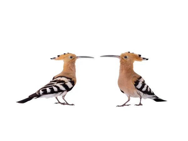 Δύο ευρασιατικές Hoopoe (Εποχές Upupa) απομονωμένες — Φωτογραφία Αρχείου