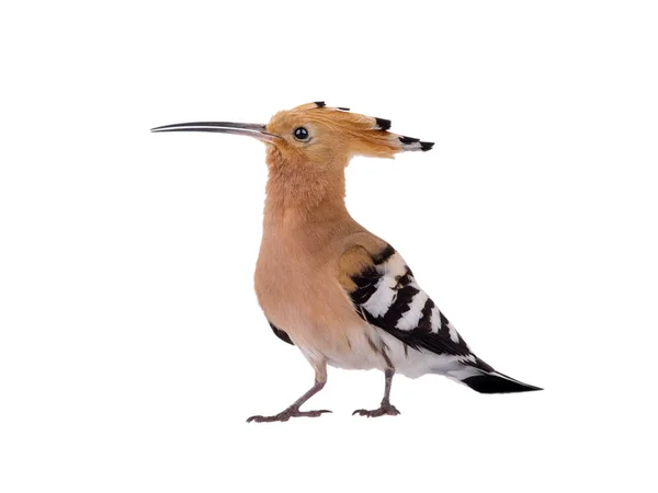 Eurasian Hoopoe (Upupa epops) izolované — Stock fotografie