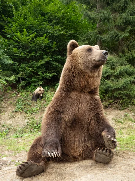 Медведь сидит в лесу на земле — стоковое фото