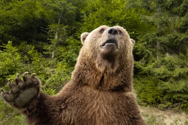 Медведь с лапой в дикой природе — стоковое фото