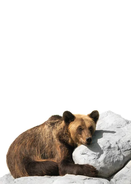 Orso si raffredda su una pietra isolata su bianco — Foto Stock