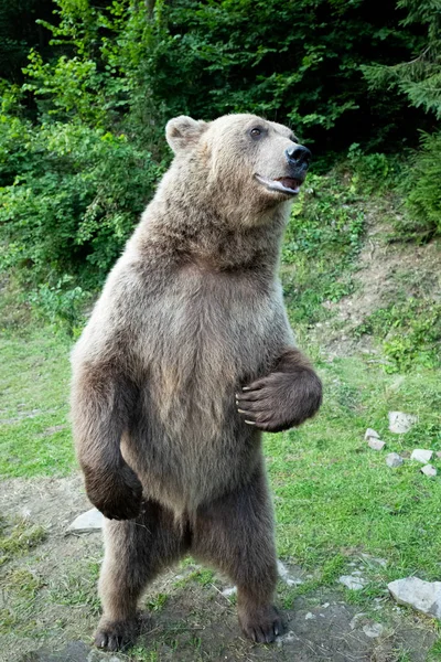 Bear stands on its hind legs — Stock Photo, Image