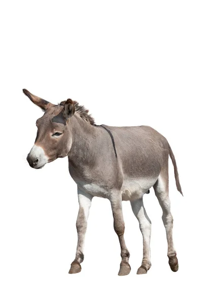 Donkey isolated on white background — Stock Photo, Image