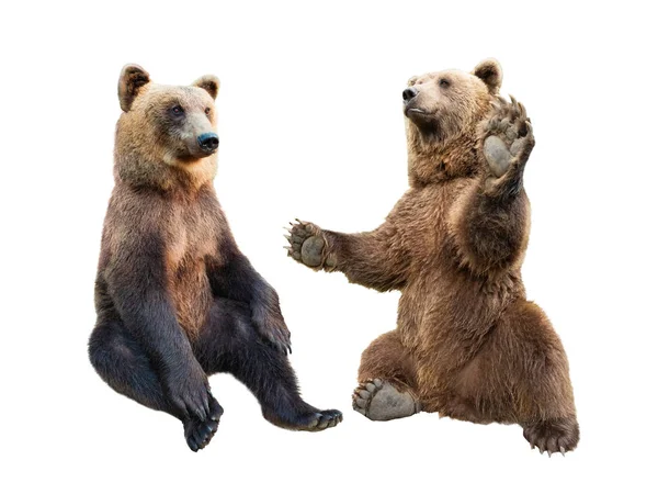 Urso marrom fica em suas patas traseiras e a segunda aparência — Fotografia de Stock