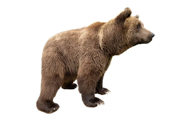 Бурый медведь на белом фоне — стоковое фото