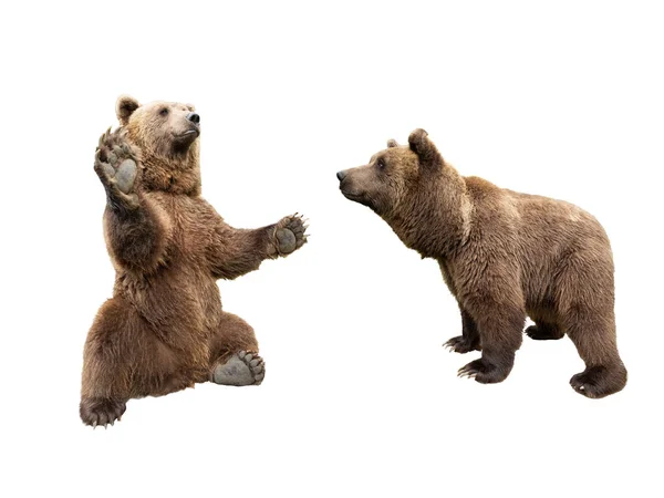 Коричневий ведмідь стоїть на задніх ногах, а другий виглядає — стокове фото