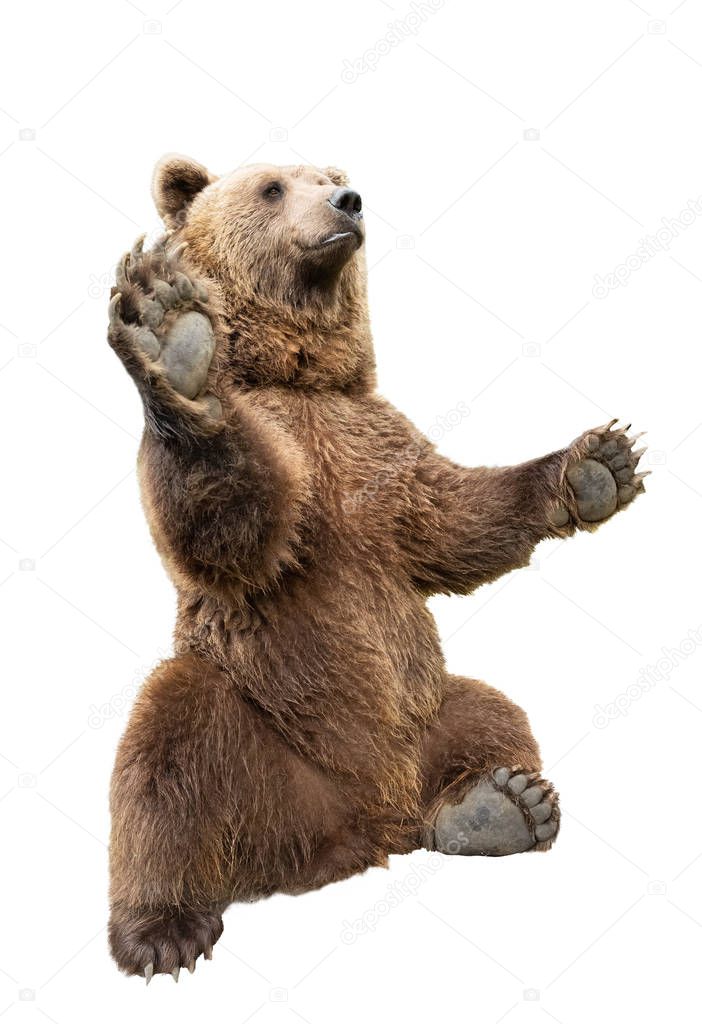 bear stands on its hind legs on a white 