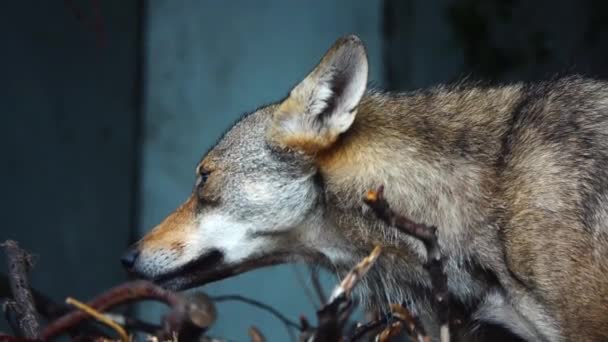 Porträt Eines Wolfes Freier Wildbahn Zeitlupe — Stockvideo