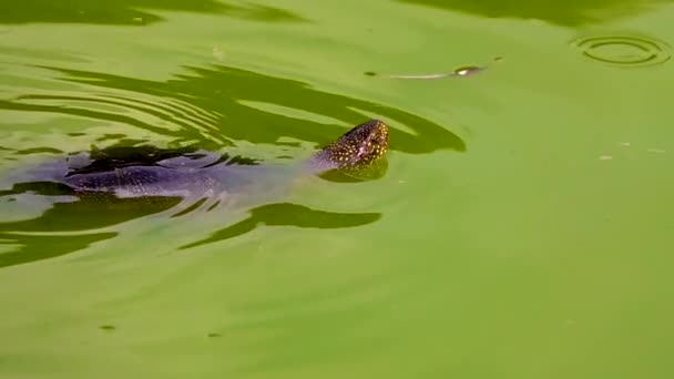 Simsköldpaddan Vattnet Långsamma Rörelser — Stockvideo