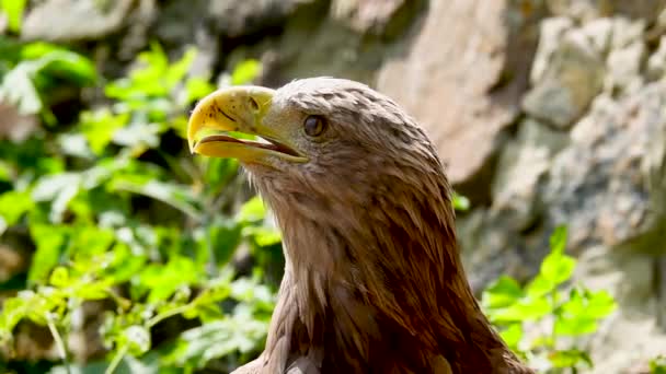 Águila Parpadea Mira Diferentes Direcciones Sobre Fondo Gris Movimiento Lento — Vídeo de stock