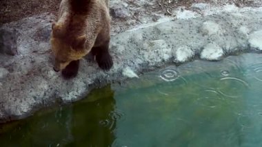 Düşen yağmur damlaları ve göletin yanında bir ayı. yavaş çekim