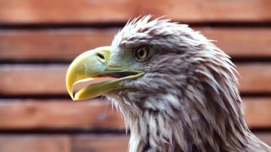 Kahverengi arka planda bir kartal portresi.