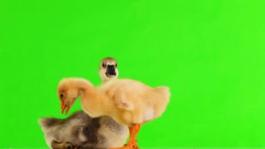 Ördek yavrusu ve ördek yavrusu yeşil ekranda
