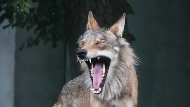 Porträt Eines Wolfes Freier Wildbahn — Stockvideo