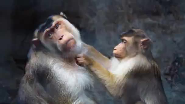 Pequeño Mono Está Buscando Pulgas Madre Movimiento Lento — Vídeos de Stock