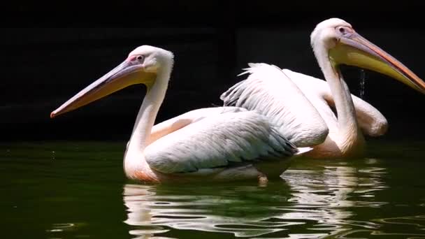 Купающиеся Пеликаны Воде Замедленное Движение — стоковое видео