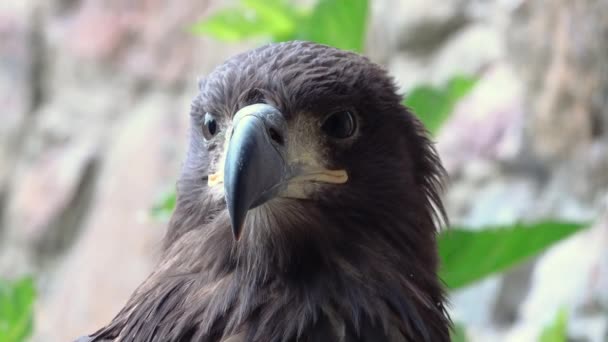 Retrato Águila Sobre Fondo Gris — Vídeos de Stock