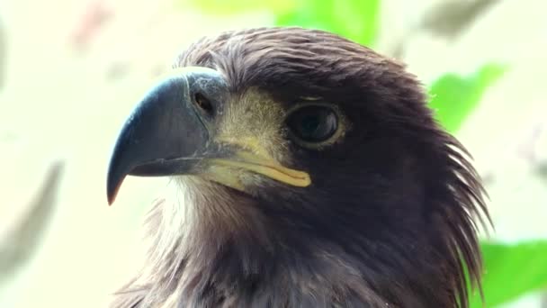 Retrato Águila Sobre Fondo Gris — Vídeo de stock