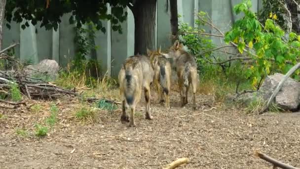 Lobos Grises Reúnen Manadas — Vídeos de Stock