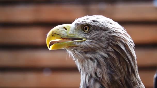 Chute Des Gouttes Pluie Réaction Aigle Aux Événements Mouvement Lent — Video