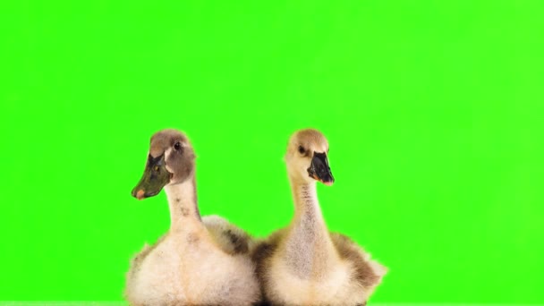 小鸭和小鸭在绿色屏幕上 — 图库视频影像