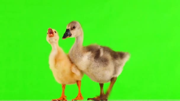 小鸭和小鸭在绿色屏幕上 — 图库视频影像