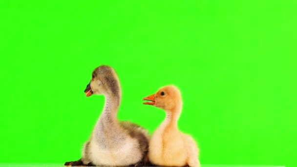 Duckling Gosling Green Screen — Stock Video