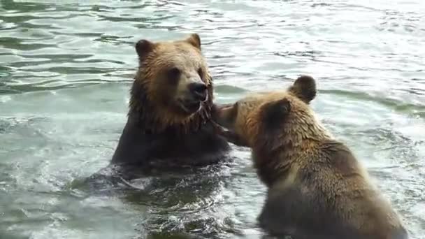 Les Ours Nagent Dans Eau Ralenti — Video