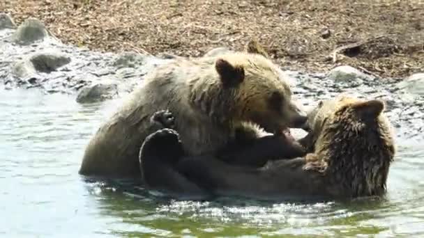 Dos Osos Bañan Estanque Juegan — Vídeo de stock