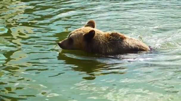 熊はゆっくりと水の中に浮かんでいる — ストック動画