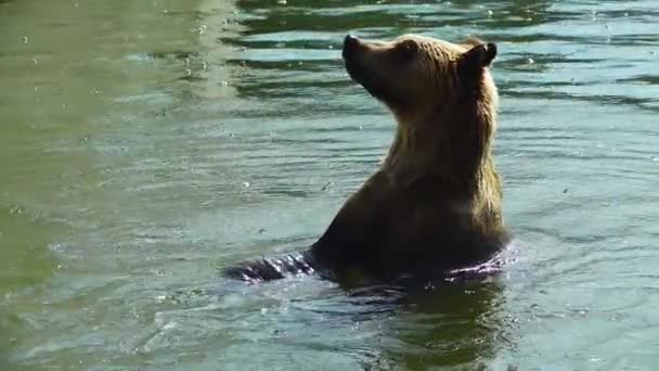 水の遅い動きのクマ風呂 — ストック動画