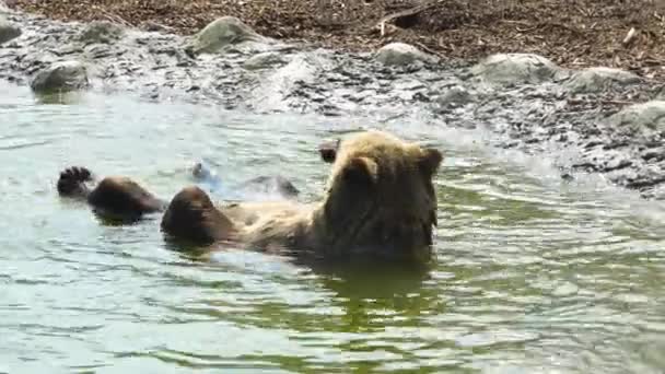 熊は水中で泳ぐ — ストック動画