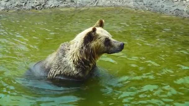 熊在水里慢慢地洗澡 — 图库视频影像