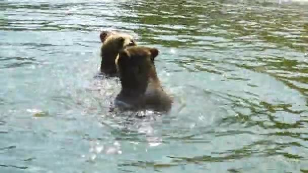 Bären Schwimmen Wasser — Stockvideo