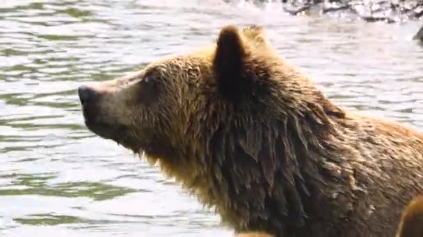 Méďa Otáčí Nosem Různých Směrech Hledá Kořist — Stock video