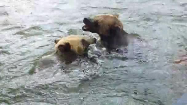 Niedźwiedzie Kąpią Się Wodzie Podczas Deszczu — Wideo stockowe