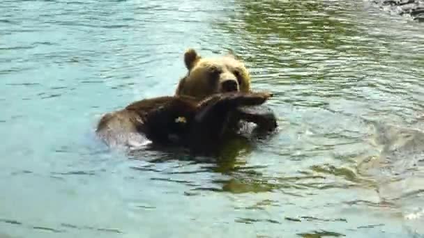 熊は水の中で足をなめる — ストック動画