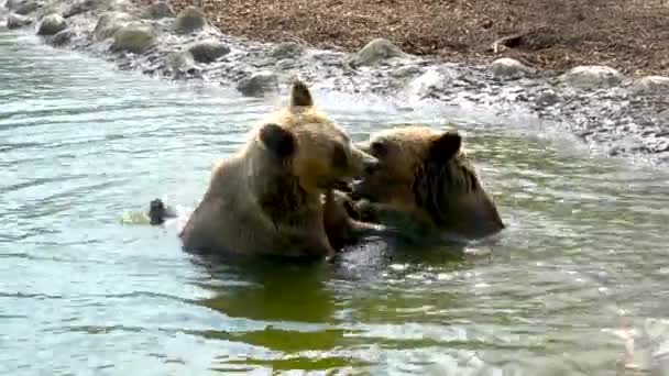 二匹の熊が池に入浴して遊ぶ — ストック動画