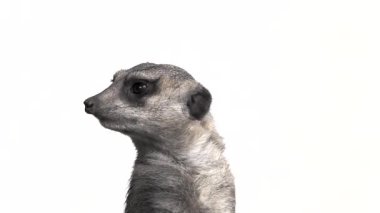 Meerkat başını farklı yönlere çevirir, beyaz arka planda izole bir şekilde. yavaş çekim
