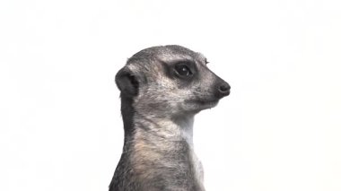 Meerkat başını farklı yönlere çevirir, beyaz arka planda izole bir şekilde. yavaş çekim