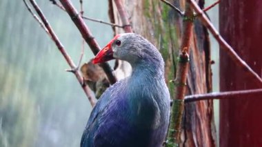 Mor Swamphen yağmurda bir dala oturur. Yavaş çekim