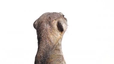 Meerkat başını farklı yönlere çevirir, beyaz bir grupta izole bir şekilde.