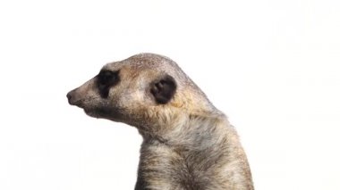 Meerkat başını farklı yönlere çevirir, beyaz bir grupta izole bir şekilde.