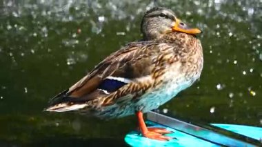 Vahşi ördek, düşen suyun arka planında duruyor. Yavaş çekim