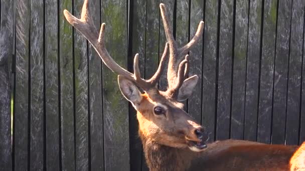 Deer Turns His Head Slow Motion — Stock Video