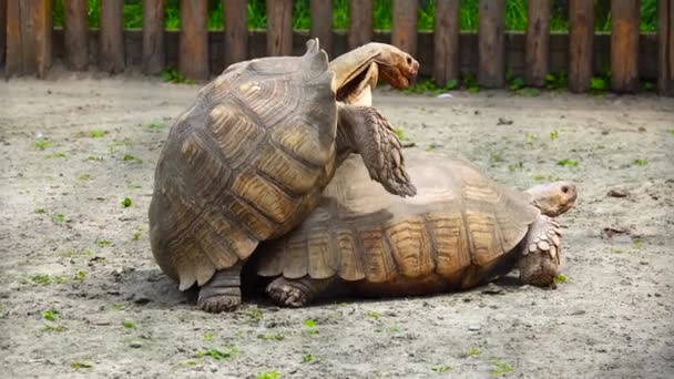 海龟在动物园里繁殖 — 图库视频影像