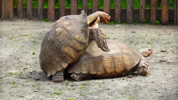 Turtles breed in the zoo. — Stock Footage Turtles Breed Zoo Royalty Free Stock Footage